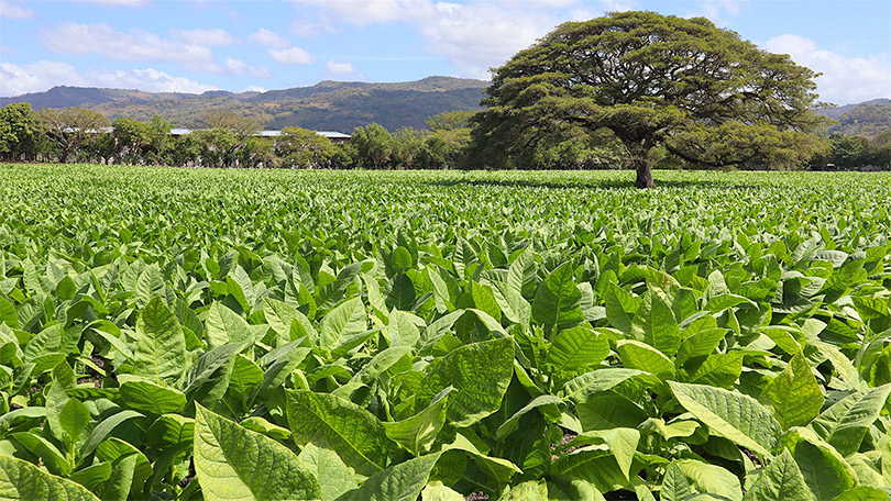 PFH - New World Cigars - Epico